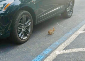 A baby bunny spotted in the Omni Resort parking lot, a joyful surprise during the VISIT FLORIDA Governor’s Conference